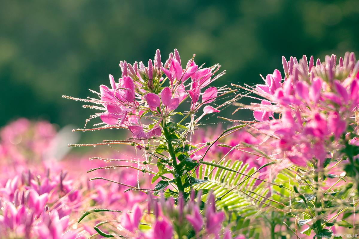 醉蝶花常见病害及防治方法，醉蝶花品种系列？-第3张图片-优品飞百科
