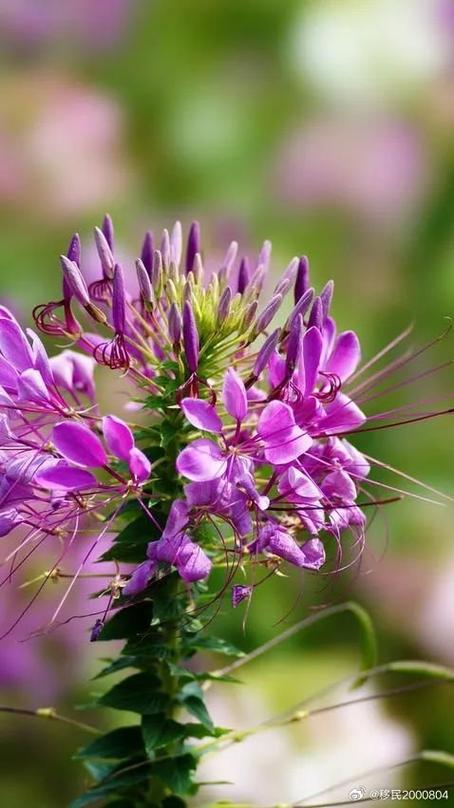 醉蝶花常见病害及防治方法，醉蝶花品种系列？-第4张图片-优品飞百科