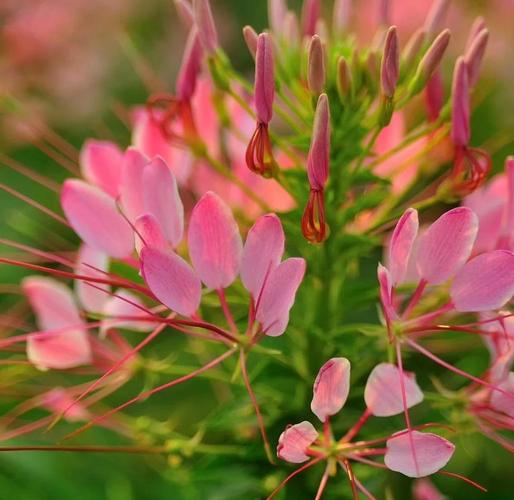 醉蝶花常见病害及防治方法，醉蝶花品种系列？-第5张图片-优品飞百科