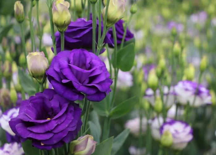 洋桔梗的品种，洋桔梗的品种介绍？-第3张图片-优品飞百科