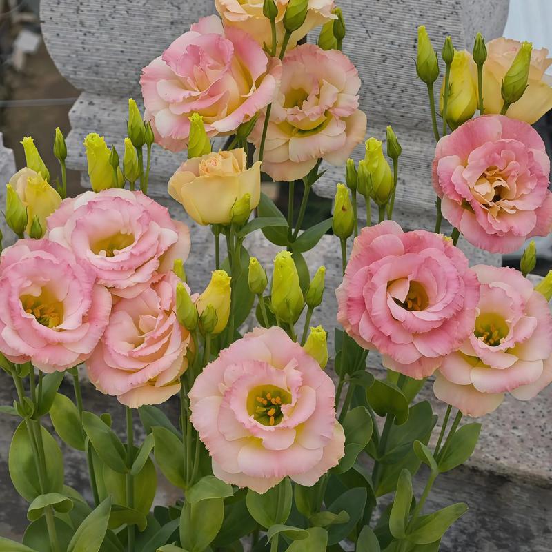 洋桔梗的品种，洋桔梗的品种介绍？-第4张图片-优品飞百科