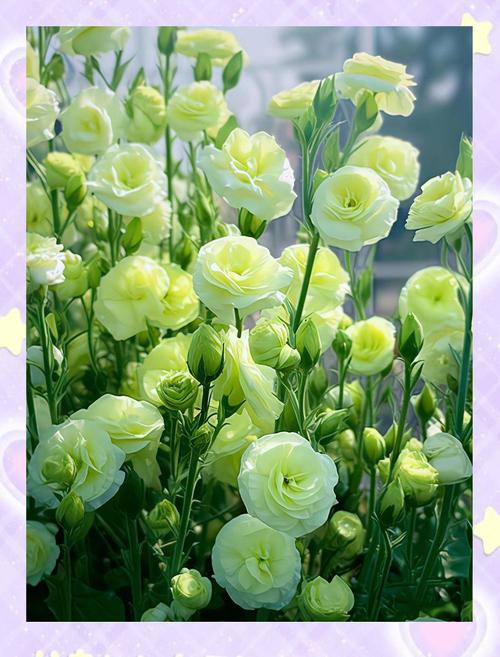 洋桔梗的品种，洋桔梗的品种介绍？-第6张图片-优品飞百科