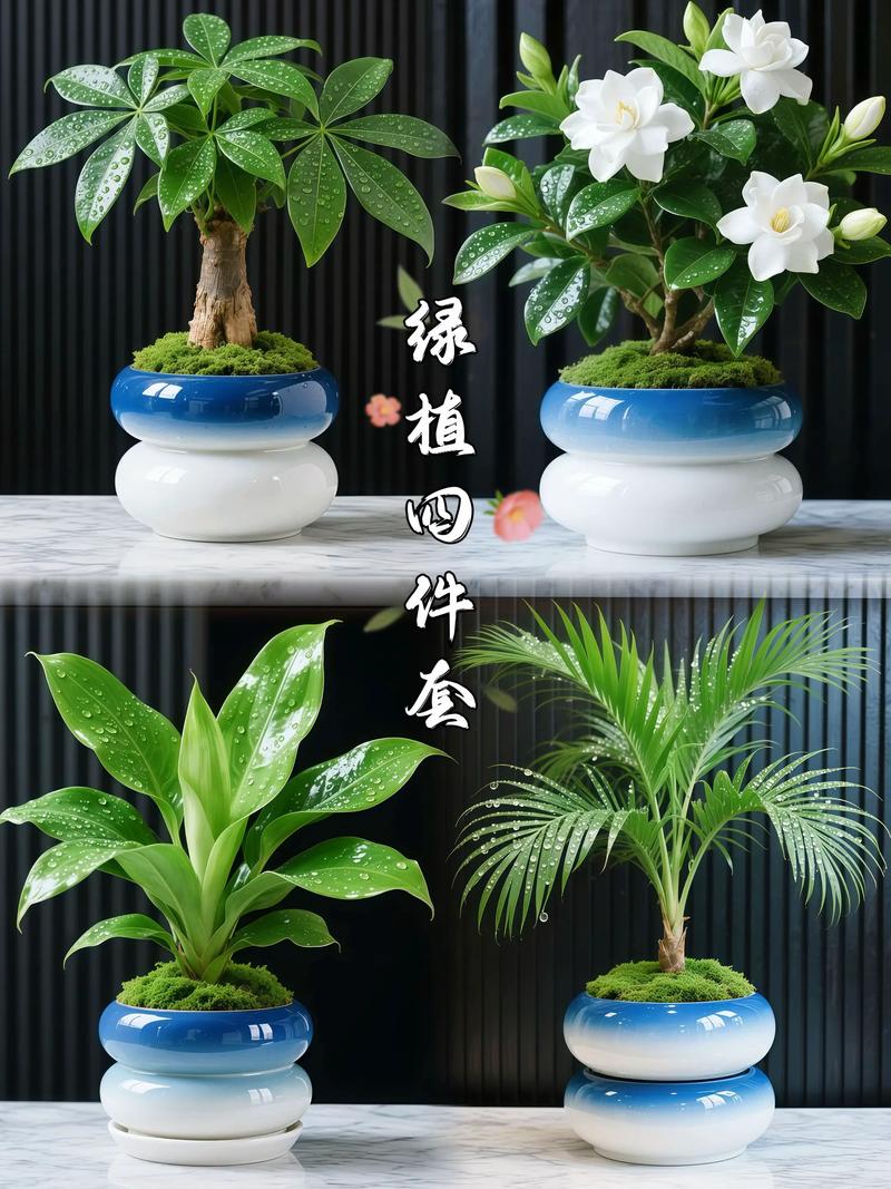 家里的花草如何放置，超级实用！，家中花草