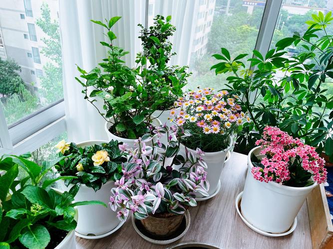 家里的花草如何放置，超级实用！，家中花草-第2张图片-优品飞百科