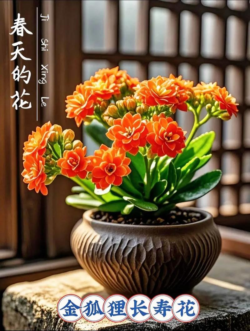 家里的花草如何放置，超级实用！，家中花草-第3张图片-优品飞百科