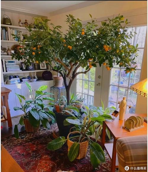 家里的花草如何放置，超级实用！，家中花草-第4张图片-优品飞百科