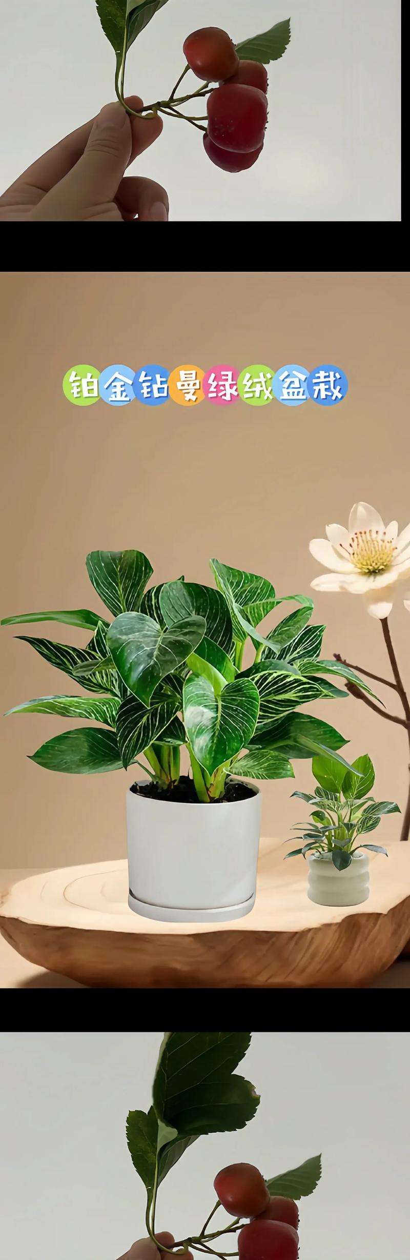 家里的花草如何放置，超级实用！，家中花草-第6张图片-优品飞百科