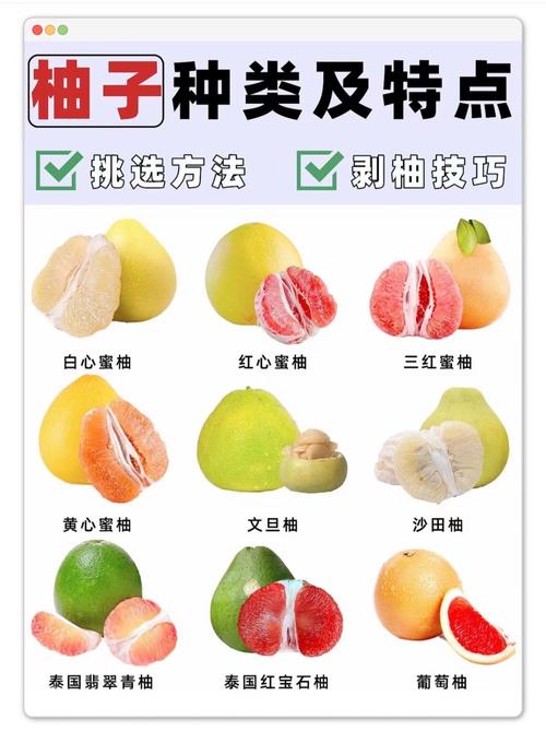 香泡和柚子的区别，香泡和柚子的关系