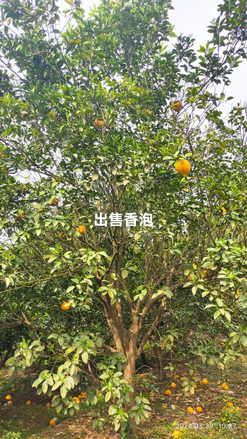 香泡和柚子的区别，香泡和柚子的关系-第2张图片-优品飞百科