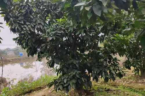 香泡和柚子的区别，香泡和柚子的关系-第3张图片-优品飞百科