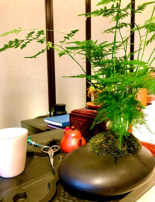 文竹可以放卧室吗，发财树金钻九里香文竹可以放卧室吗-第2张图片-优品飞百科