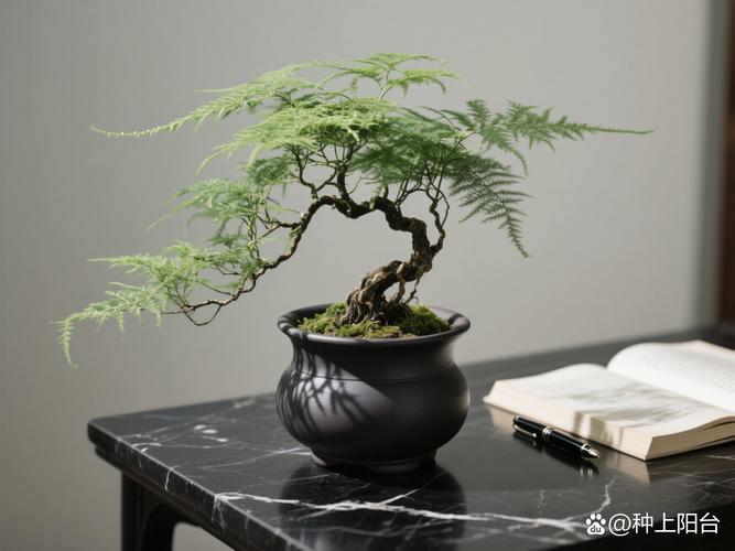 文竹可以放卧室吗，发财树金钻九里香文竹可以放卧室吗-第3张图片-优品飞百科