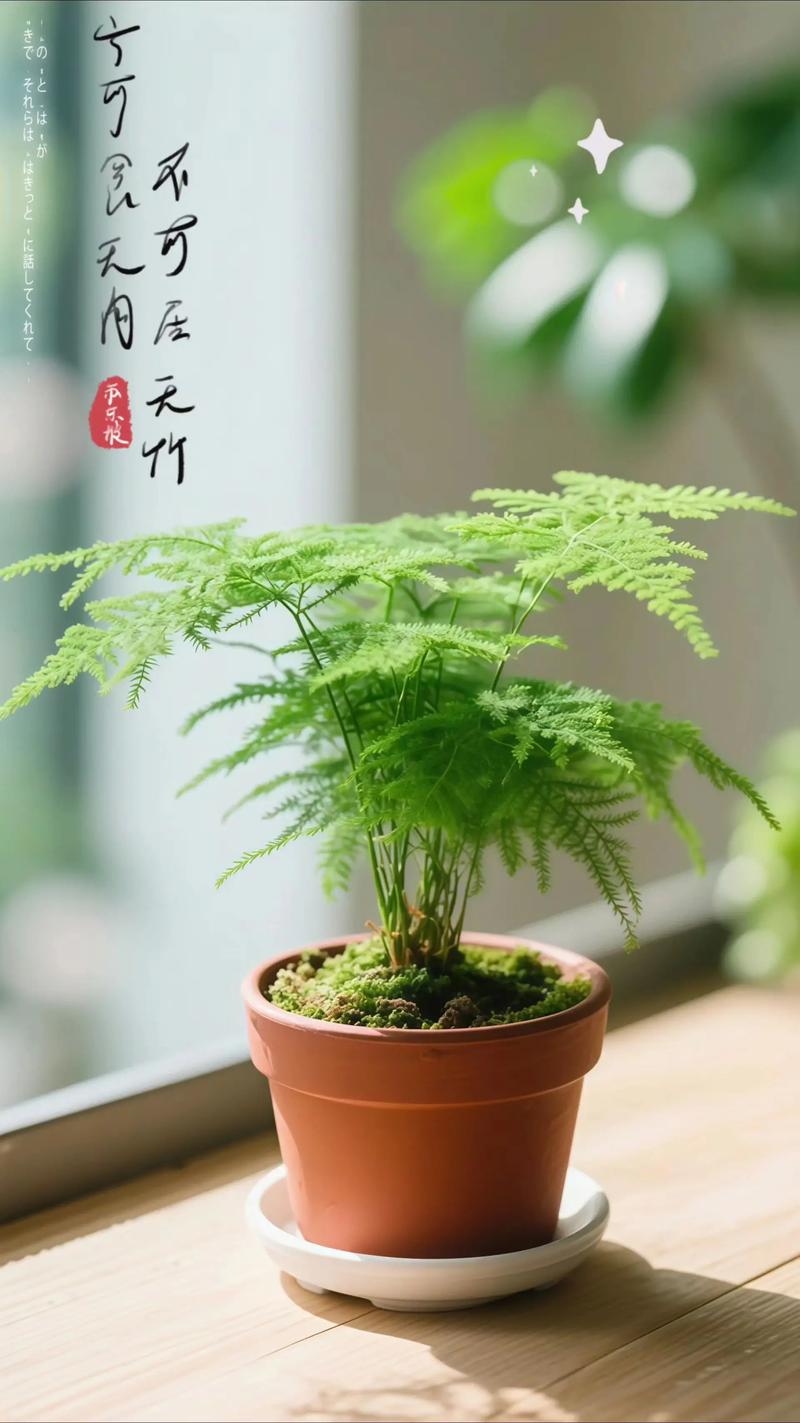 文竹可以放卧室吗，发财树金钻九里香文竹可以放卧室吗-第4张图片-优品飞百科