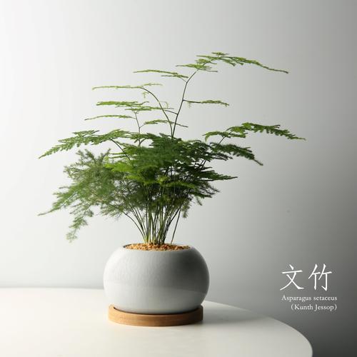 文竹可以放卧室吗，发财树金钻九里香文竹可以放卧室吗-第6张图片-优品飞百科