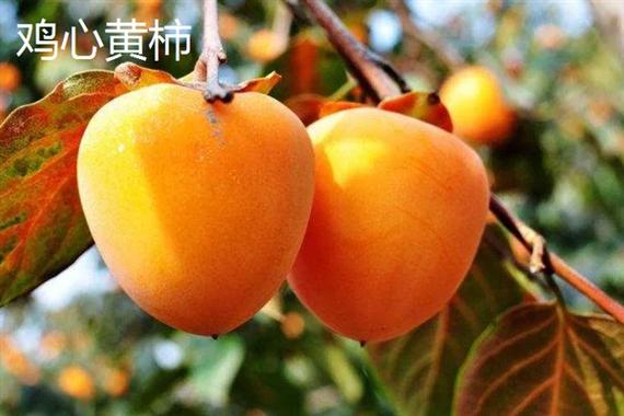 吊红和柿子区别，吊红柿子的功效与作用？吊红柿子树新品种？-第2张图片-优品飞百科