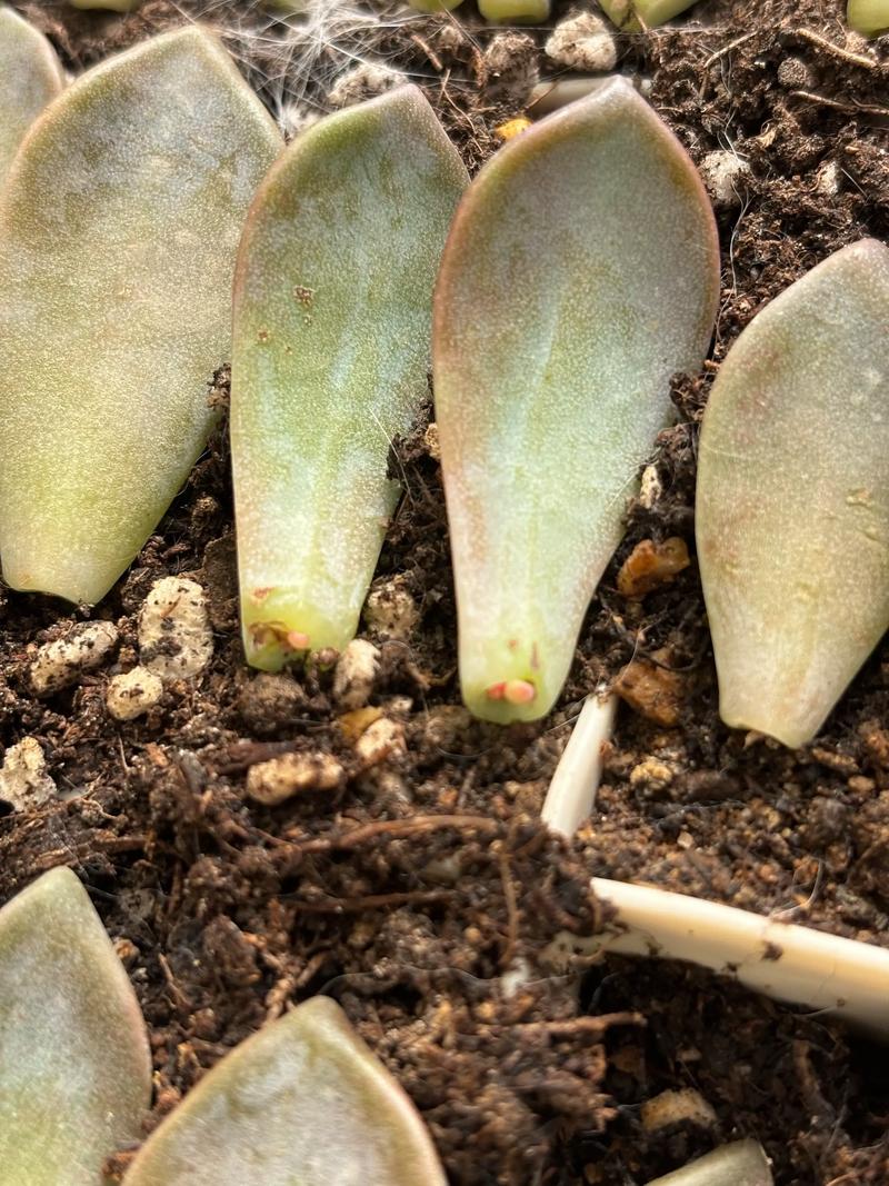 冬天多肉叶插多久发芽，冬天多肉叶插多久发芽正常？