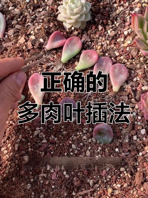 冬天多肉叶插多久发芽，冬天多肉叶插多久发芽正常？-第2张图片-优品飞百科