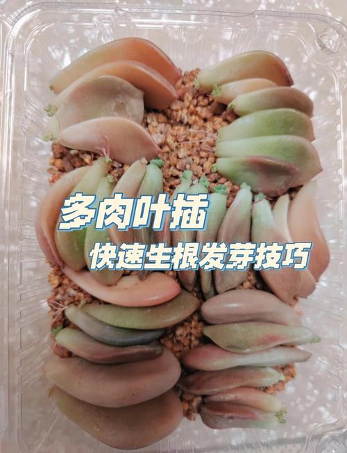 冬天多肉叶插多久发芽，冬天多肉叶插多久发芽正常？-第3张图片-优品飞百科
