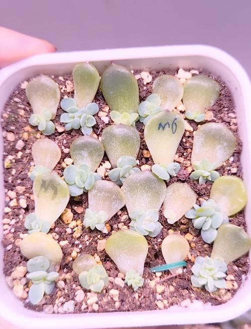 冬天多肉叶插多久发芽，冬天多肉叶插多久发芽正常？-第4张图片-优品飞百科