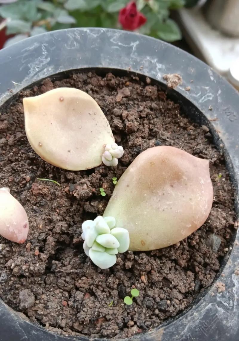 冬天多肉叶插多久发芽，冬天多肉叶插多久发芽正常？-第5张图片-优品飞百科