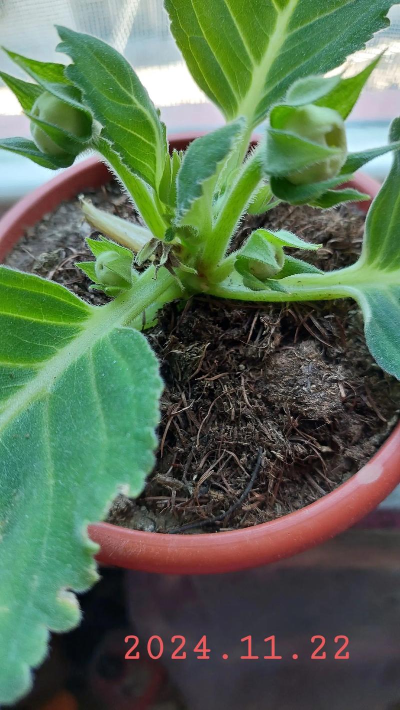 大岩桐的虫害及防治方法？大岩桐长虫怎么处理？