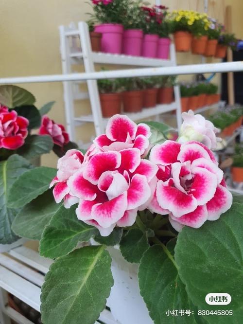 大岩桐的虫害及防治方法？大岩桐长虫怎么处理？-第2张图片-优品飞百科