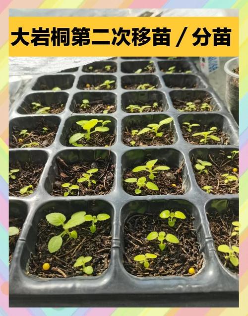 大岩桐的虫害及防治方法？大岩桐长虫怎么处理？-第3张图片-优品飞百科