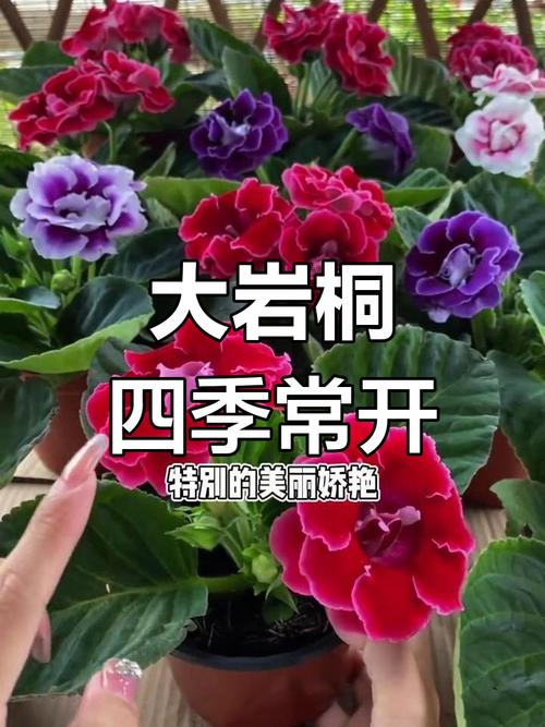 大岩桐的虫害及防治方法？大岩桐长虫怎么处理？-第4张图片-优品飞百科