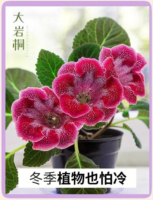 大岩桐的虫害及防治方法？大岩桐长虫怎么处理？-第7张图片-优品飞百科