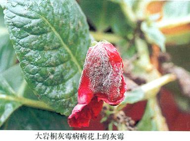 大岩桐的虫害及防治方法？大岩桐长虫怎么处理？-第8张图片-优品飞百科