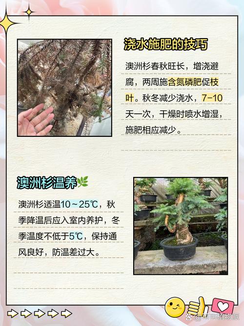 澳洲杉的养殖方法和注意事项？澳洲杉的养殖方法和注意事项 盆栽？-第2张图片-优品飞百科