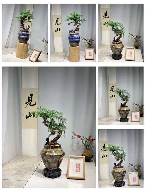 澳洲杉的养殖方法和注意事项？澳洲杉的养殖方法和注意事项 盆栽？-第3张图片-优品飞百科