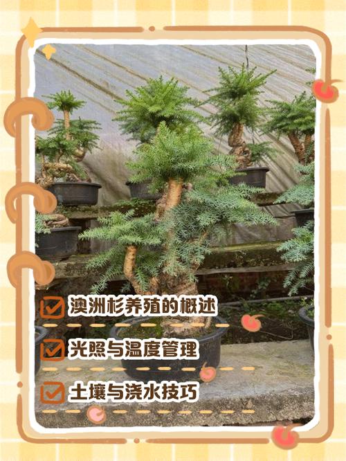 澳洲杉的养殖方法和注意事项？澳洲杉的养殖方法和注意事项 盆栽？-第4张图片-优品飞百科