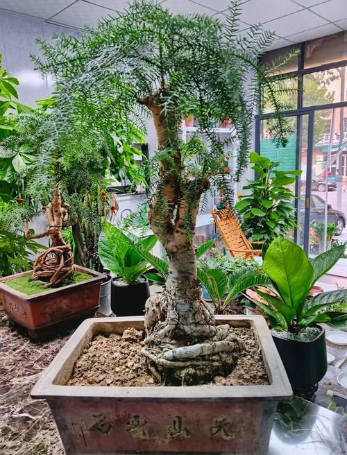 澳洲杉的养殖方法和注意事项？澳洲杉的养殖方法和注意事项 盆栽？-第5张图片-优品飞百科