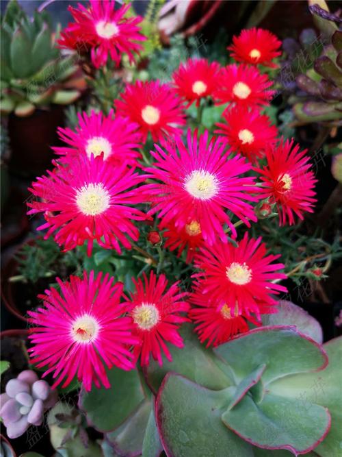 龙须海棠不开花怎么办，龙须海棠的药用功效？-第2张图片-优品飞百科