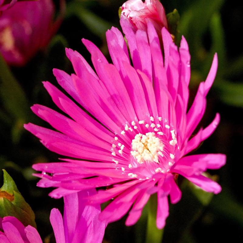 龙须海棠不开花怎么办，龙须海棠的药用功效？-第3张图片-优品飞百科