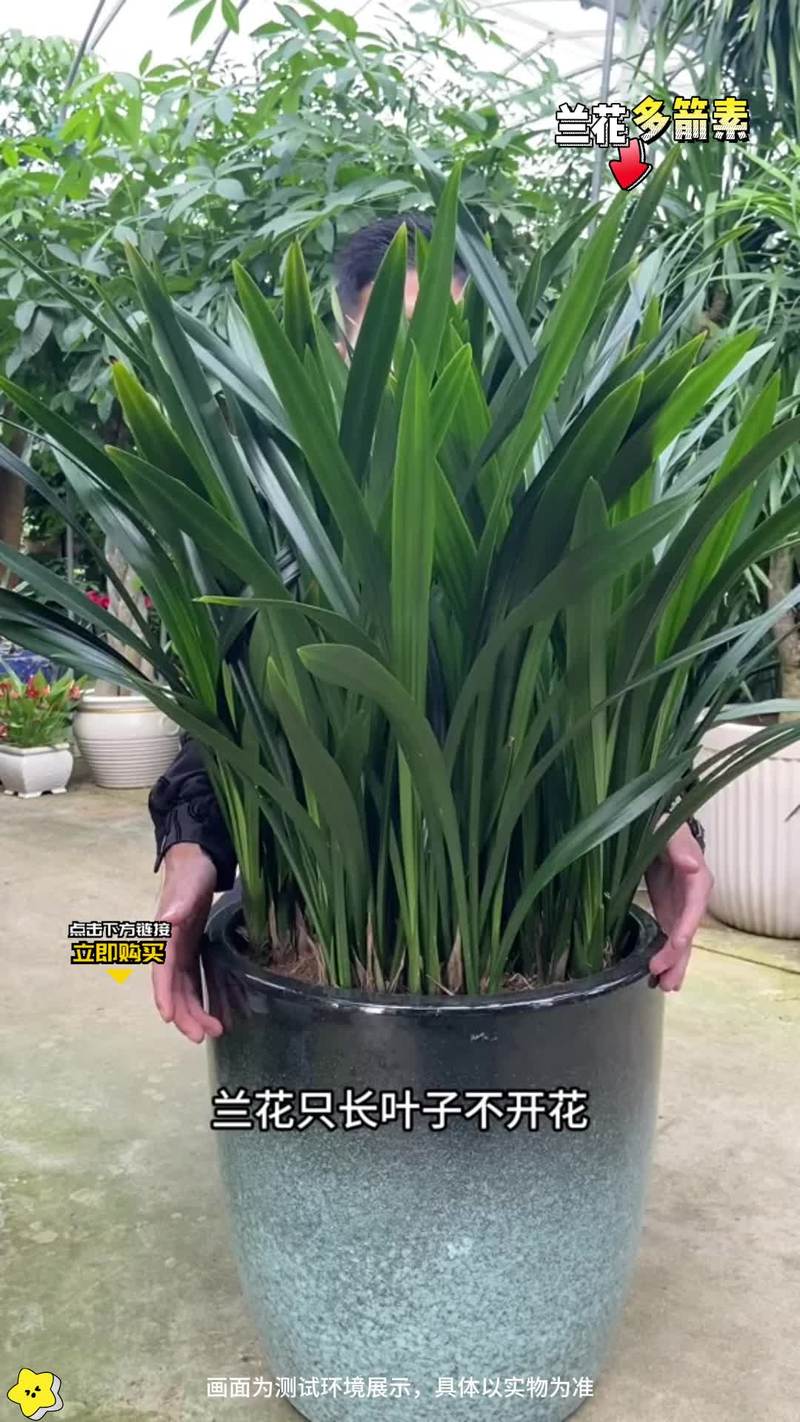 龙须海棠不开花怎么办，龙须海棠的药用功效？-第4张图片-优品飞百科