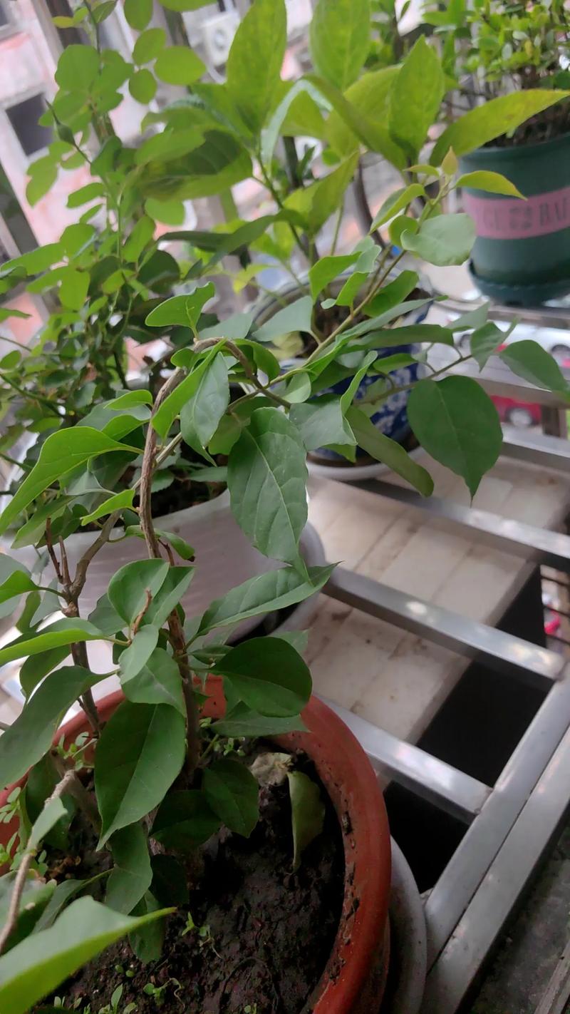 龙须海棠不开花怎么办，龙须海棠的药用功效？-第5张图片-优品飞百科