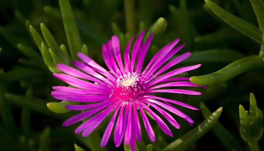 龙须海棠不开花怎么办，龙须海棠的药用功效？-第6张图片-优品飞百科