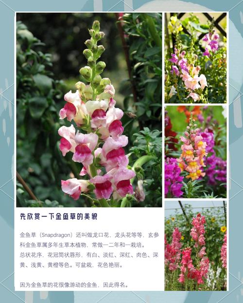 金鱼草与随意草的区别，金鱼草贴吧