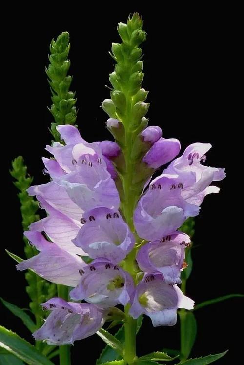 金鱼草与随意草的区别,金鱼草贴吧-第2张图片-优品飞百科 金鱼草与随意草的区别,金鱼草贴吧-第2张图片-优品飞百科