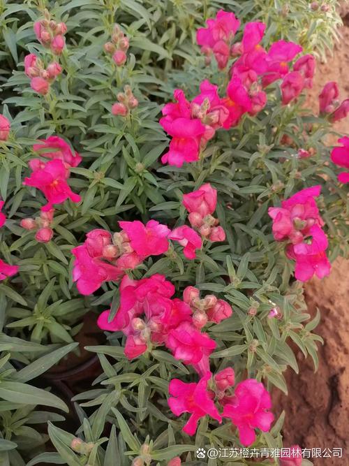 金鱼草与随意草的区别,金鱼草贴吧-第3张图片-优品飞百科 金鱼草与随意草的区别,金鱼草贴吧-第3张图片-优品飞百科