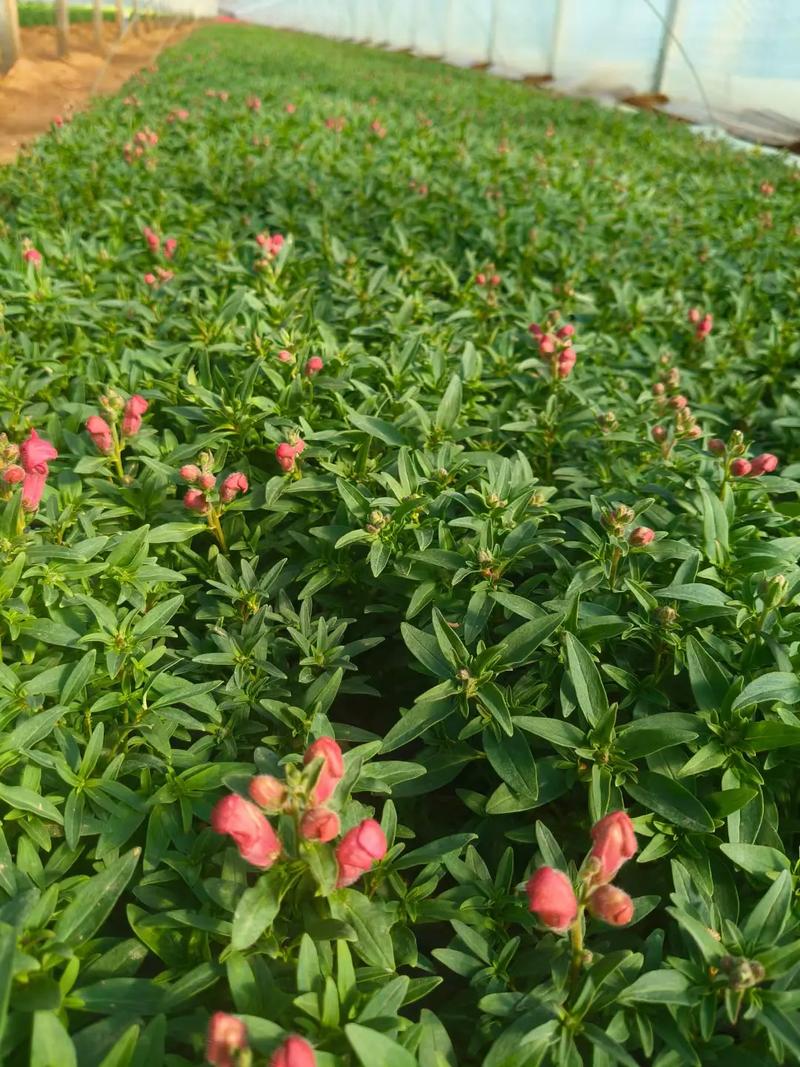 金鱼草与随意草的区别,金鱼草贴吧-第6张图片-优品飞百科 金鱼草与随意草的区别,金鱼草贴吧-第6张图片-优品飞百科