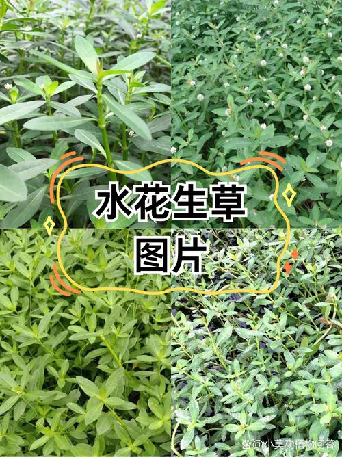 金鱼草与随意草的区别,金鱼草贴吧-第7张图片-优品飞百科 金鱼草与随意草的区别,金鱼草贴吧-第7张图片-优品飞百科