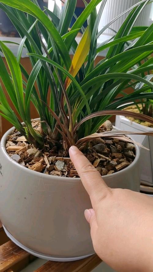 建兰叶子上长黑斑？看看原因，马上让叶子绿起来！，建兰叶子底部发黑？-第2张图片-优品飞百科