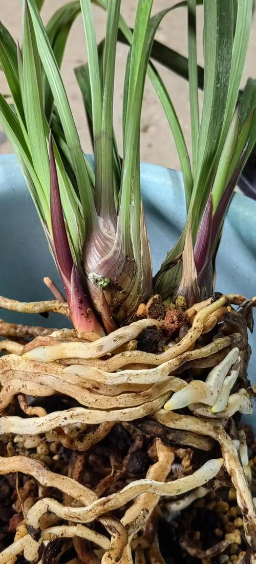 建兰叶子上长黑斑？看看原因，马上让叶子绿起来！，建兰叶子底部发黑？-第4张图片-优品飞百科