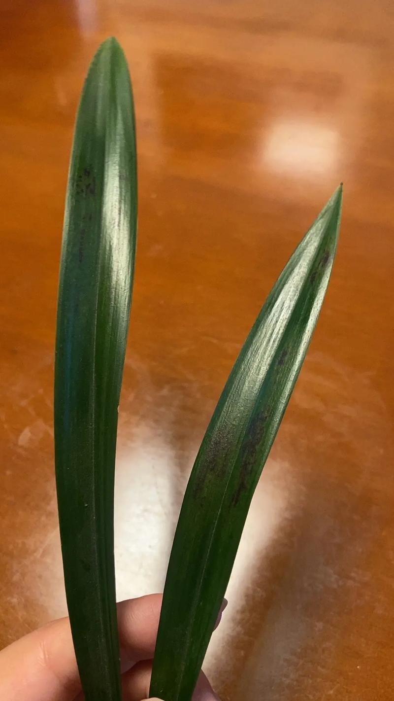 建兰叶子上长黑斑？看看原因，马上让叶子绿起来！，建兰叶子底部发黑？-第5张图片-优品飞百科