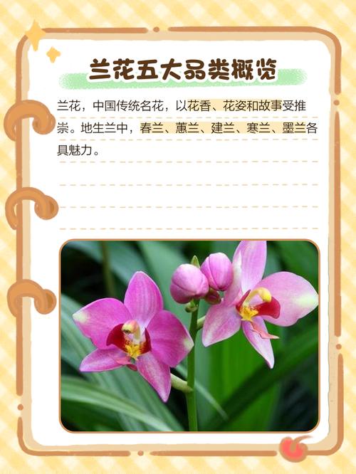 名贵兰花品种有哪些（前十名贵兰花），名贵兰花品种名称？