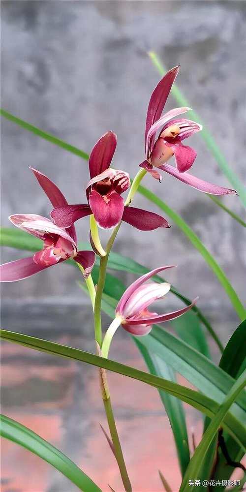 名贵兰花品种有哪些（前十名贵兰花），名贵兰花品种名称？-第2张图片-优品飞百科