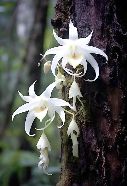 名贵兰花品种有哪些（前十名贵兰花），名贵兰花品种名称？-第3张图片-优品飞百科